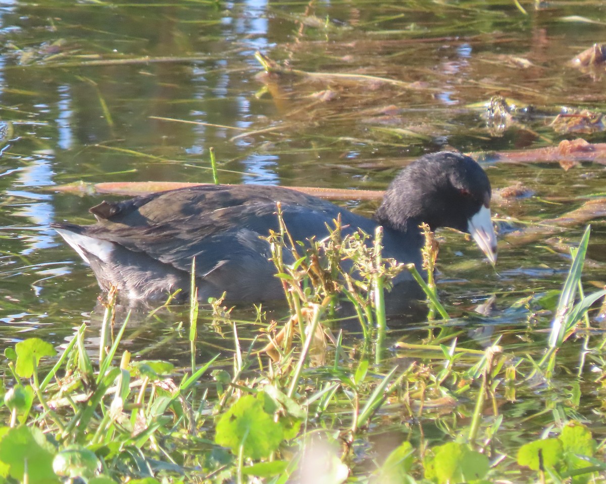 American Coot - ML645867991