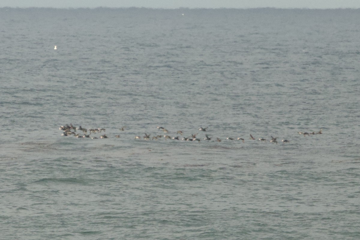 Surf Scoter - ML645867992