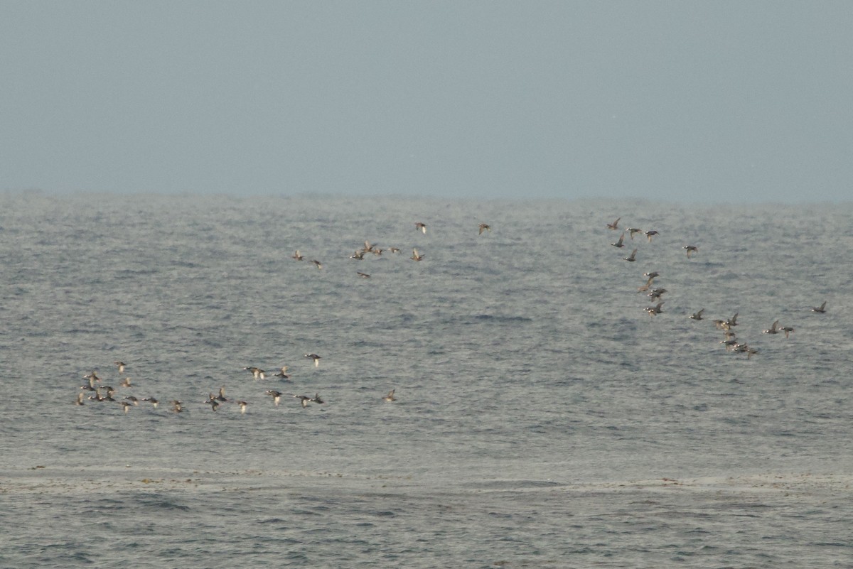 Surf Scoter - ML645867993