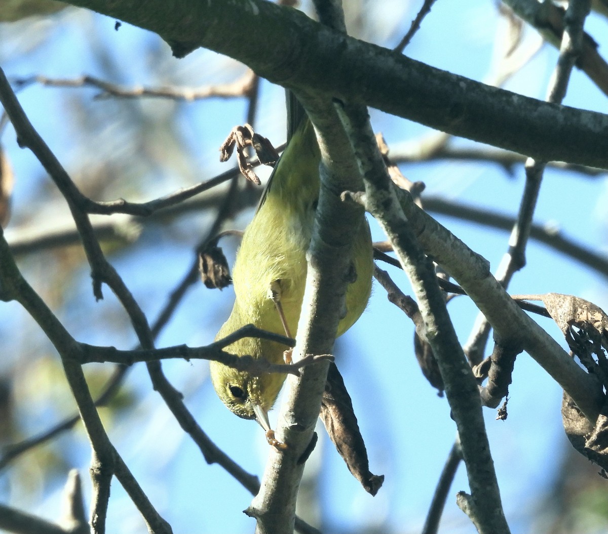 Orange-crowned Warbler - ML645867994