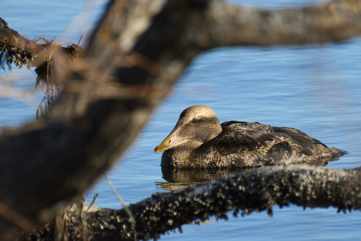 Common Eider - ML645867995