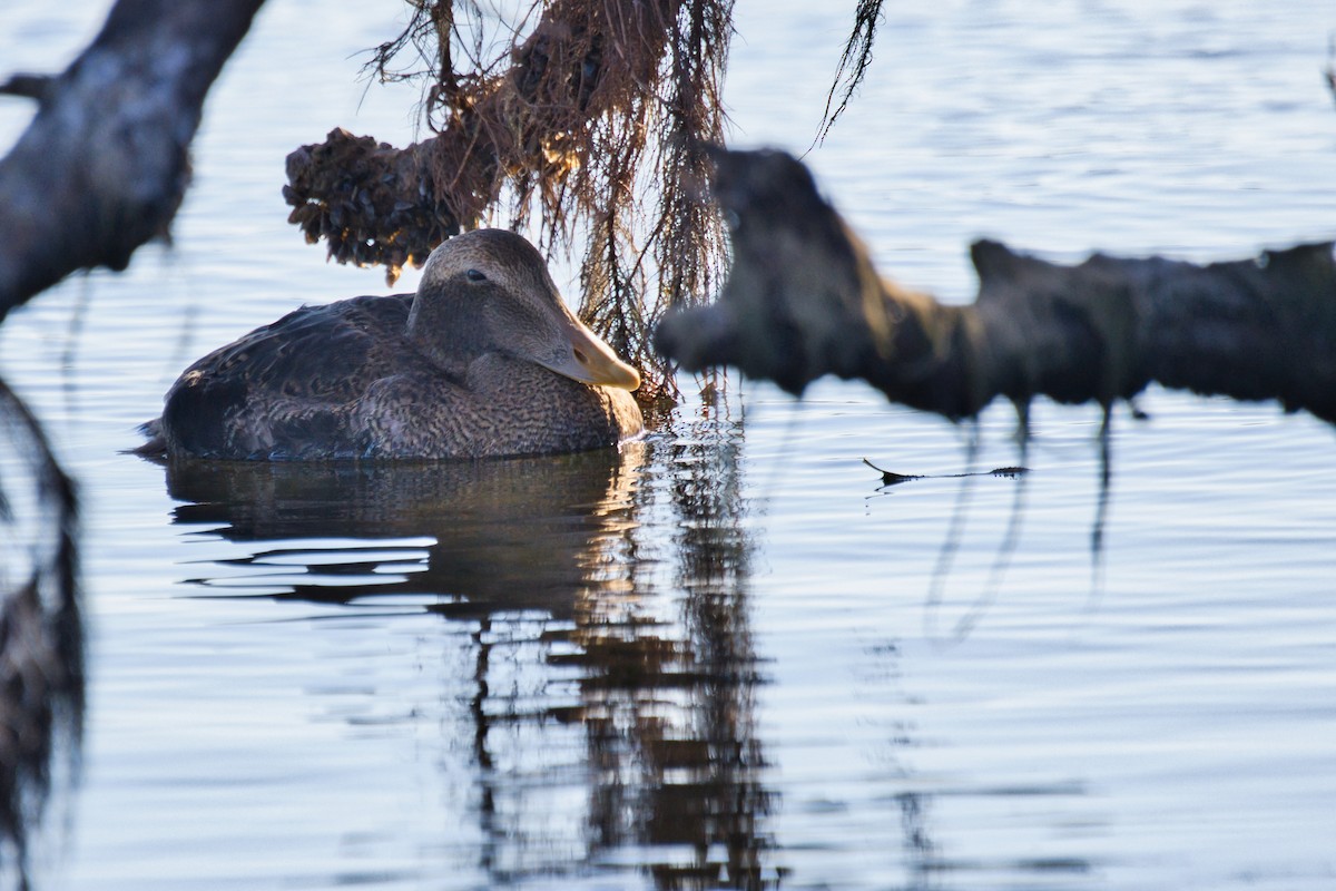 Common Eider - ML645867996