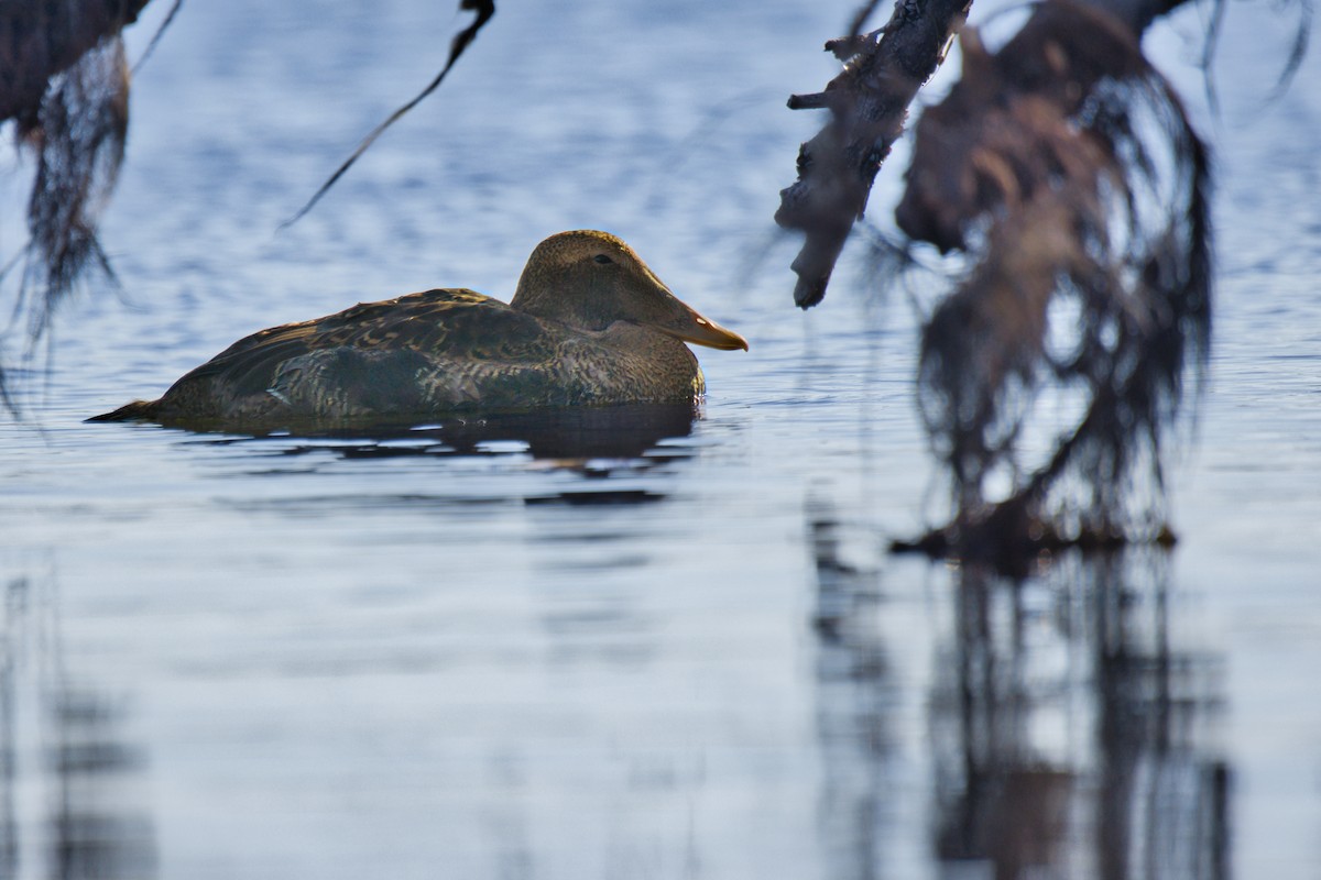Common Eider - ML645867997