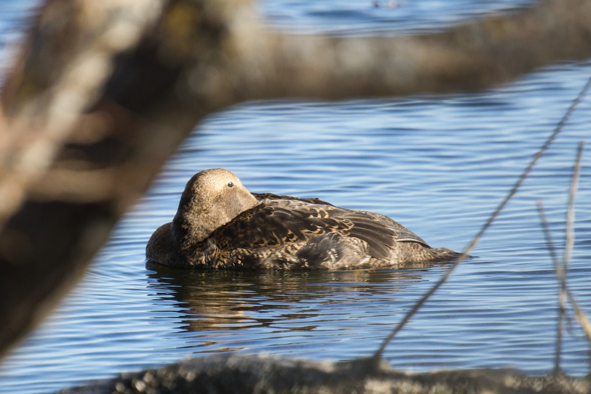 Common Eider - ML645867998