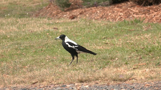 Australian Magpie (White-backed) - ML645867999