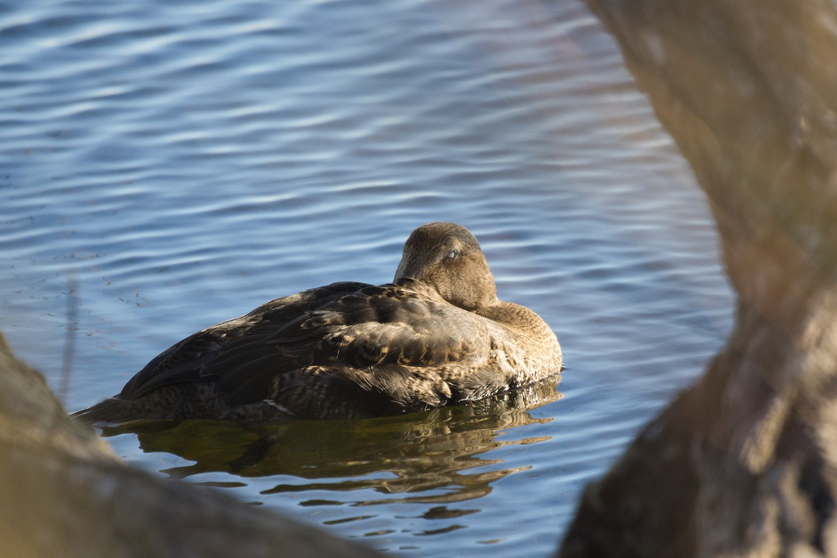 Common Eider - ML645868000