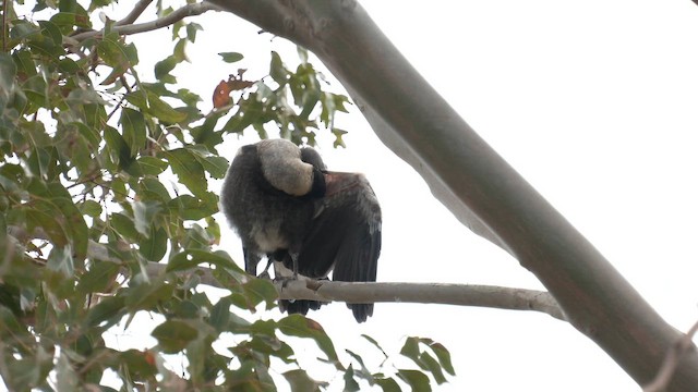 Australian Magpie (White-backed) - ML645868001