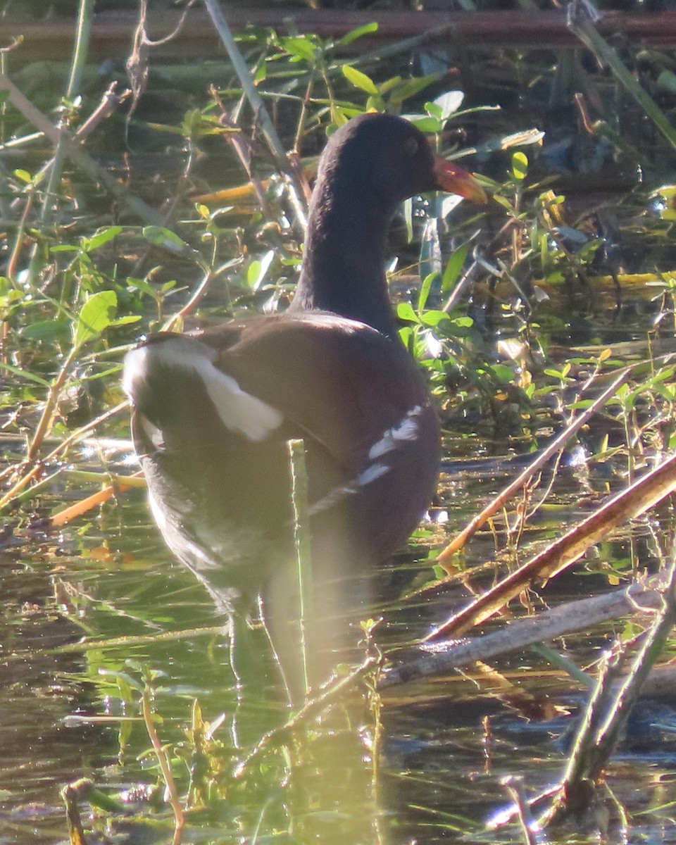 Common Gallinule - ML645868005