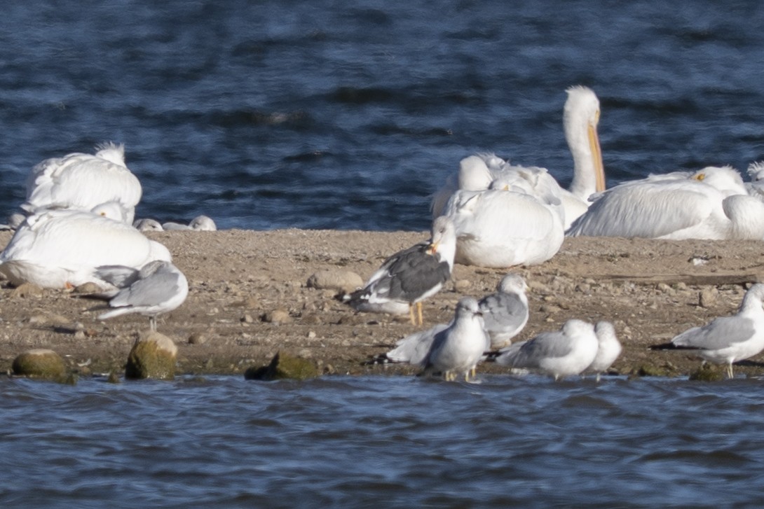 Lesser Black-backed Gull - ML645868006