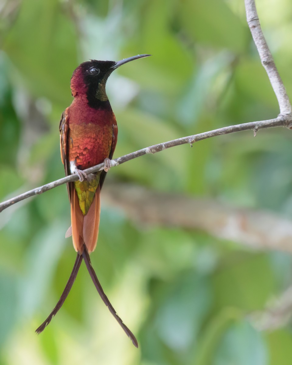 Crimson Topaz - ML645868014