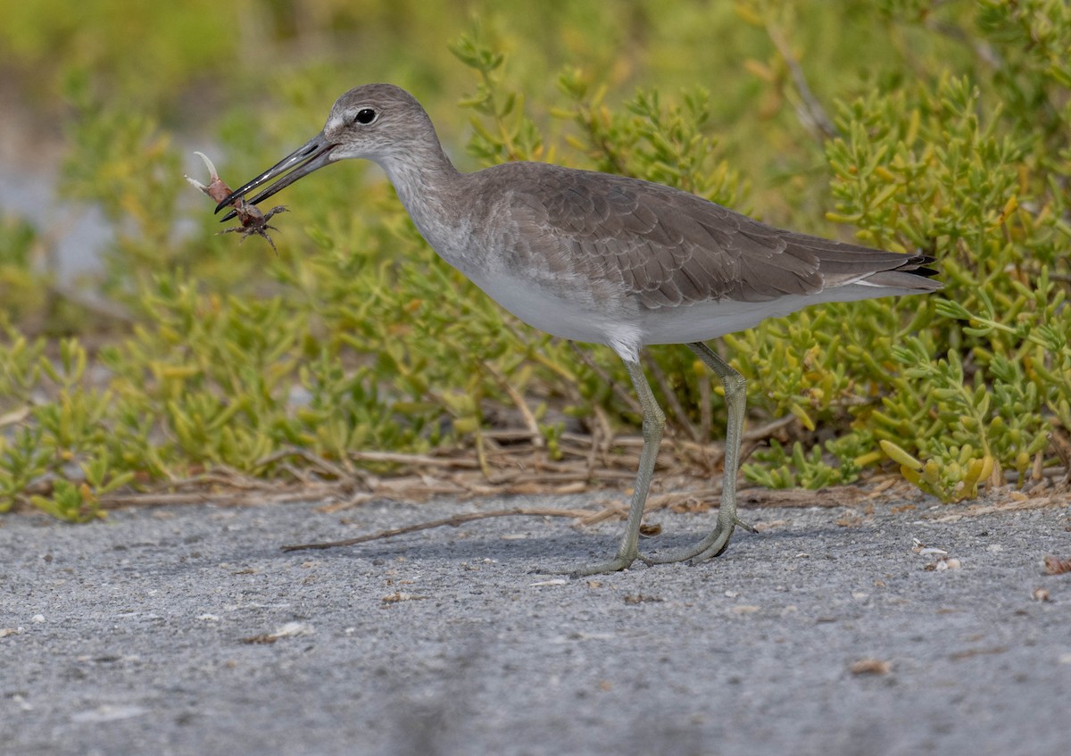 Willet - ML645868015
