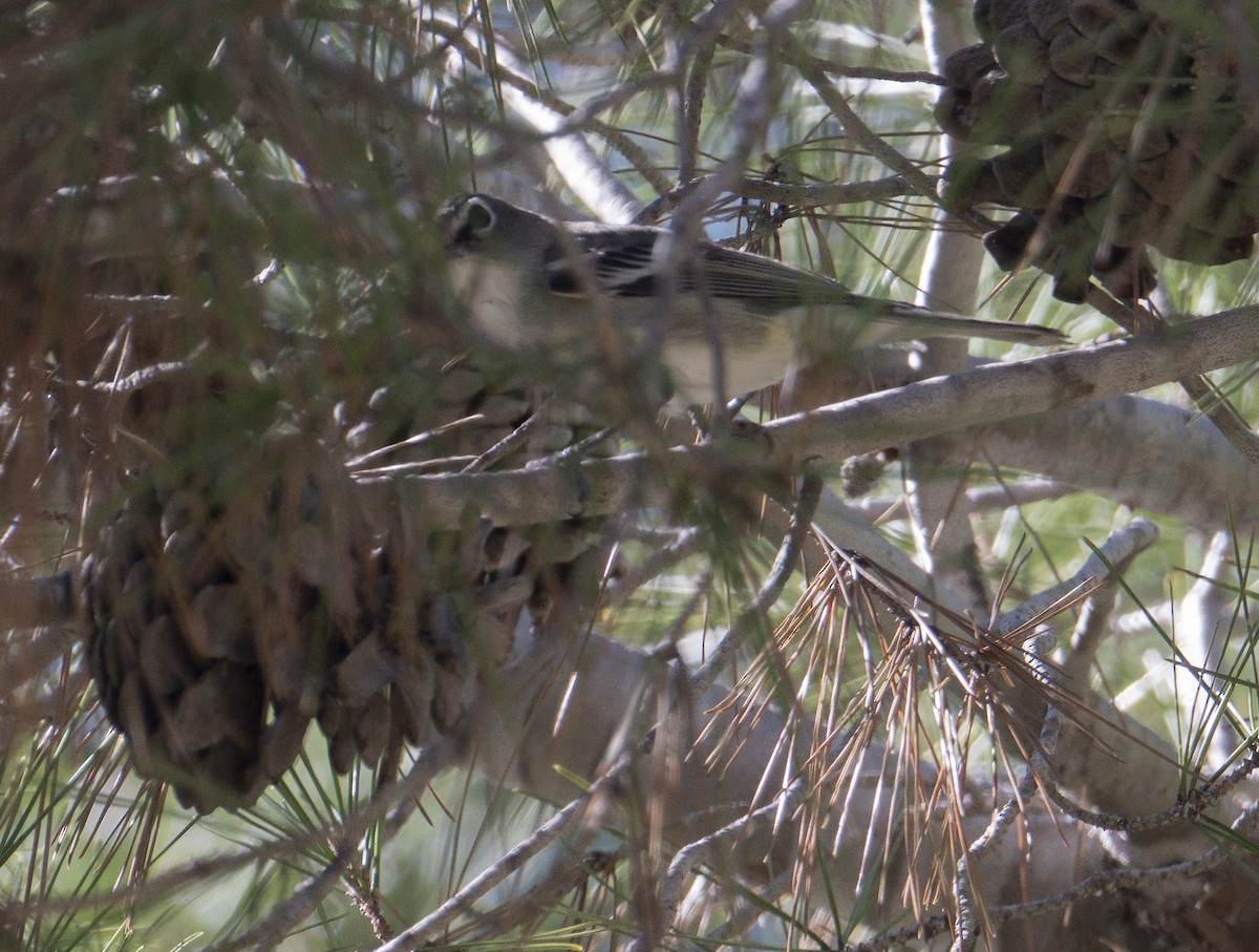 Plumbeous Vireo - ML645868019