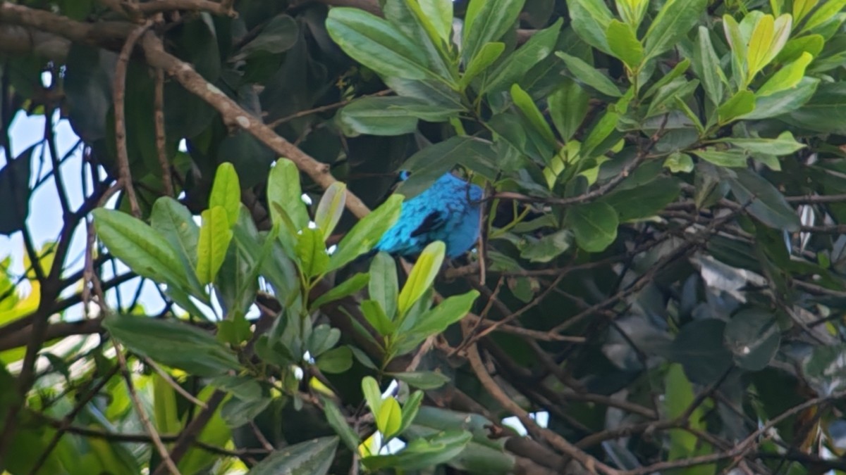 Turquoise Cotinga - ML645868026
