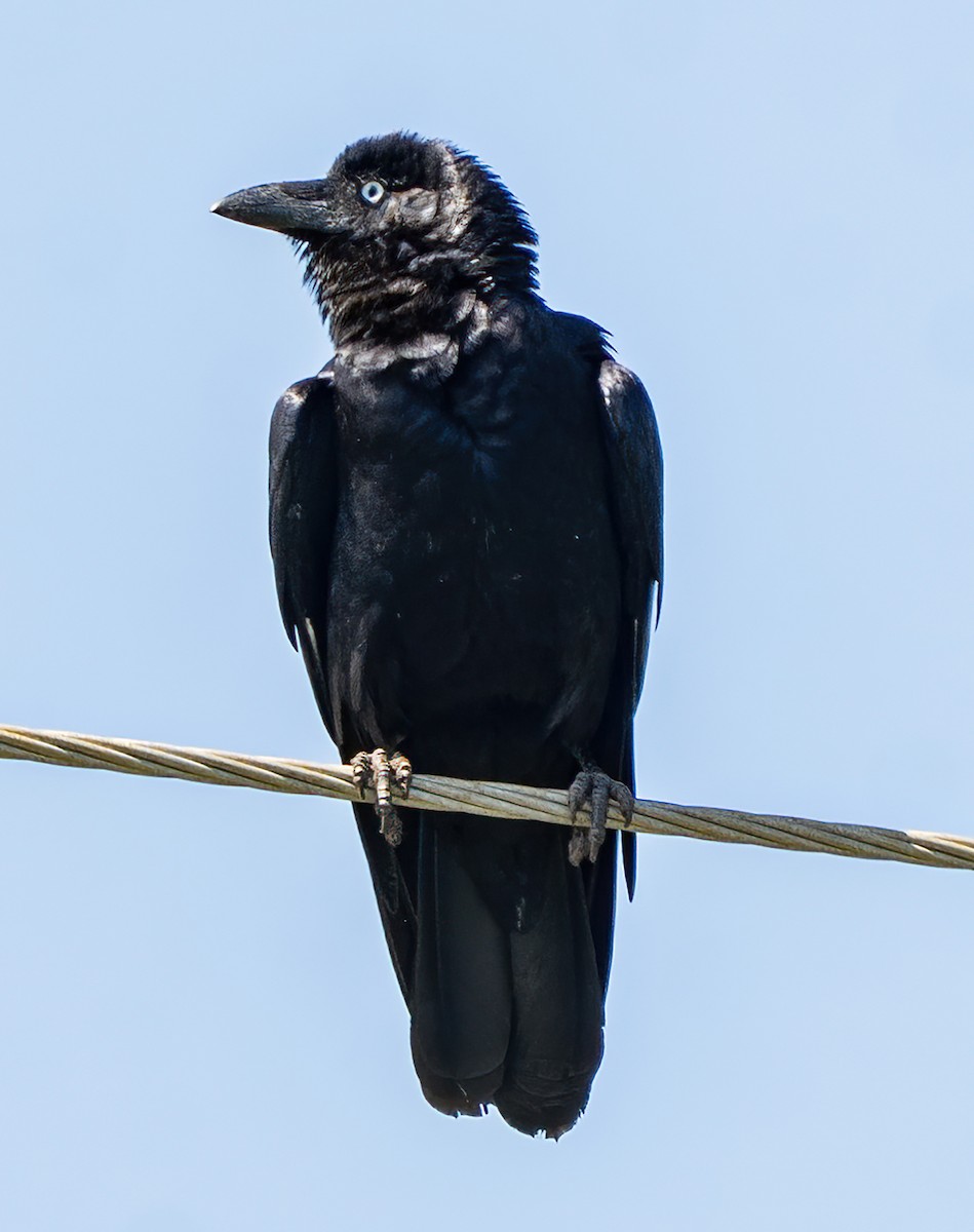 Torresian Crow - ML645868029