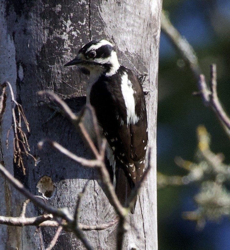 Downy Woodpecker - ML645868041