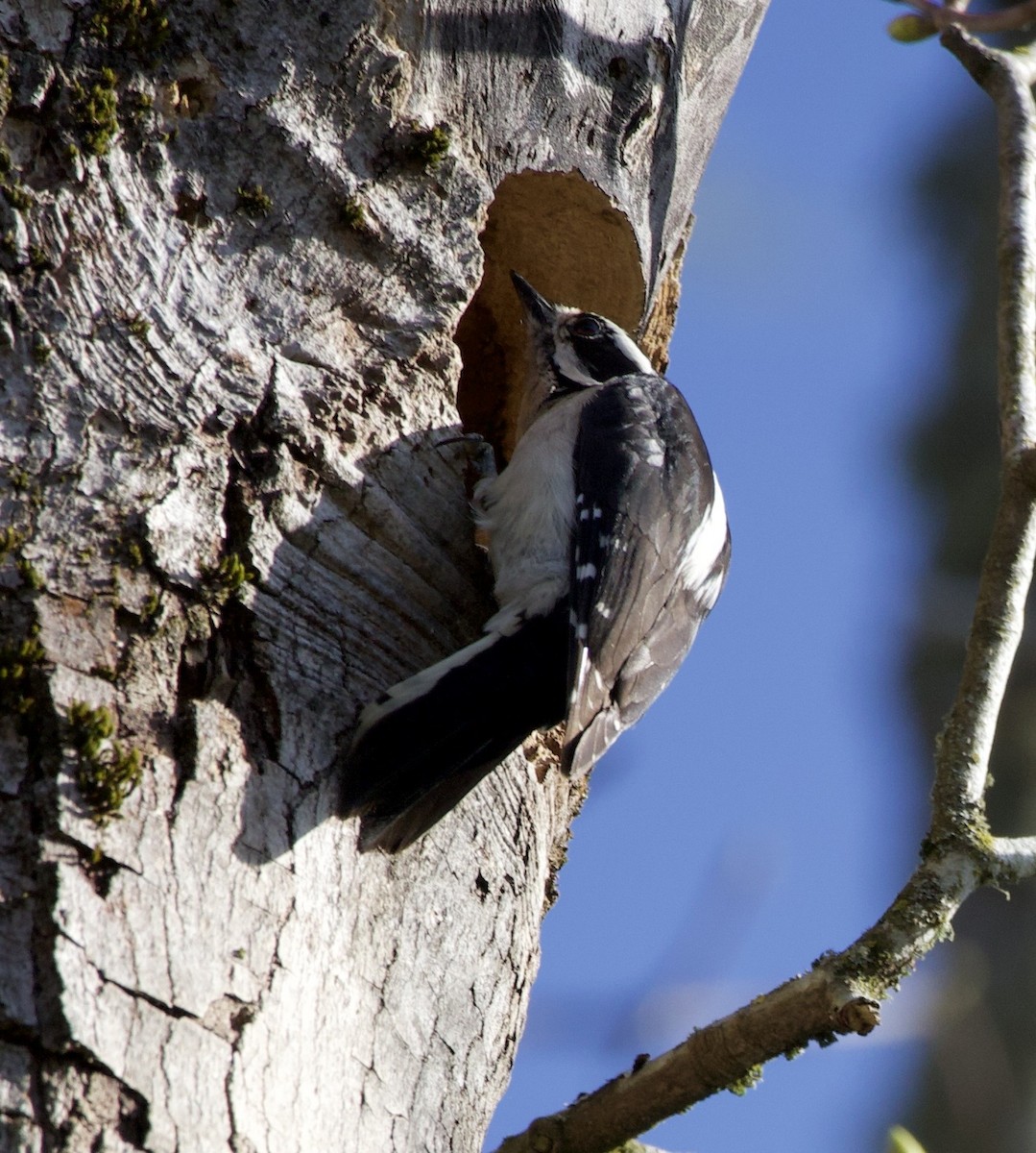 Downy Woodpecker - ML645868042