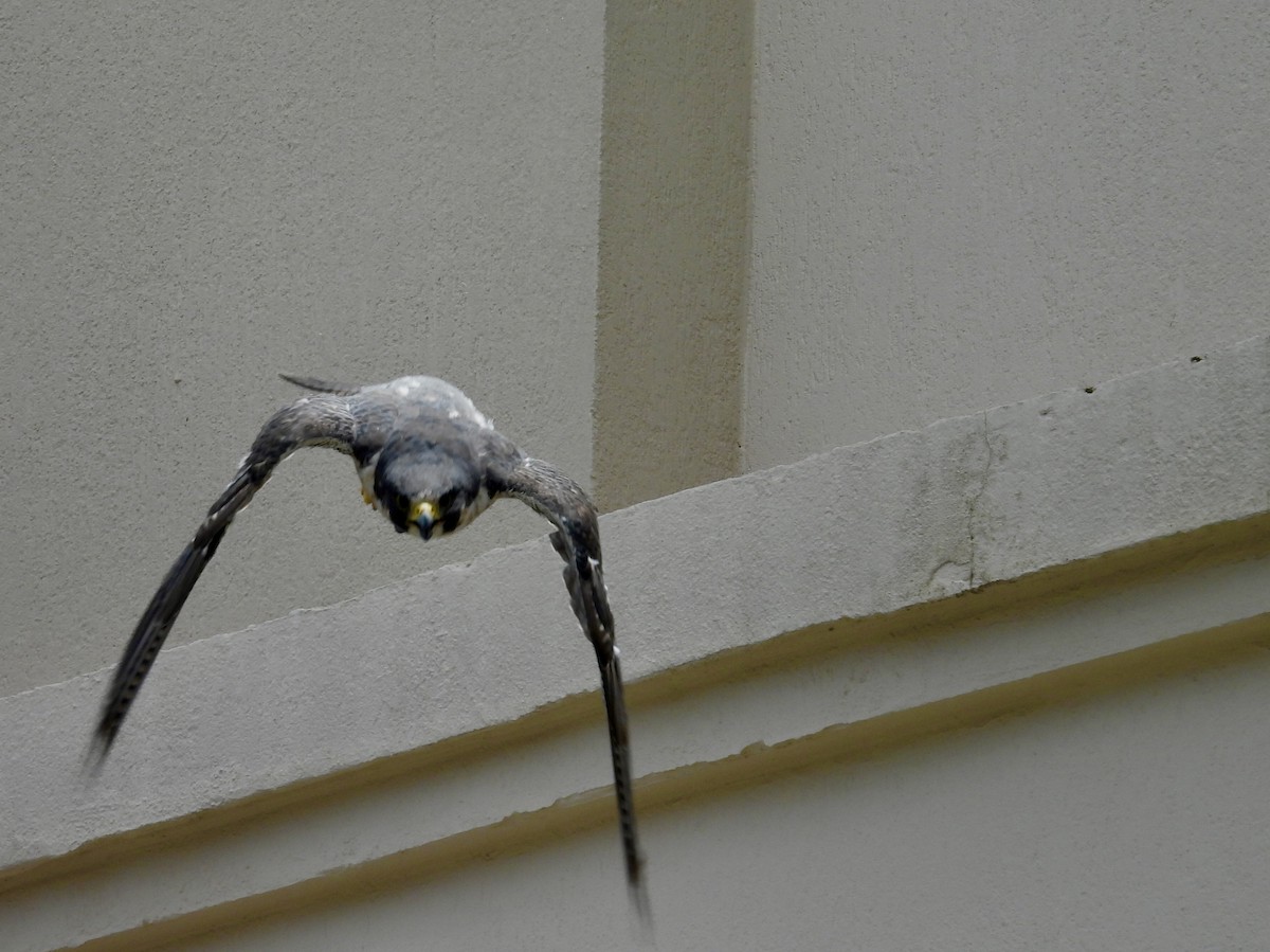 Peregrine Falcon - ML645868044