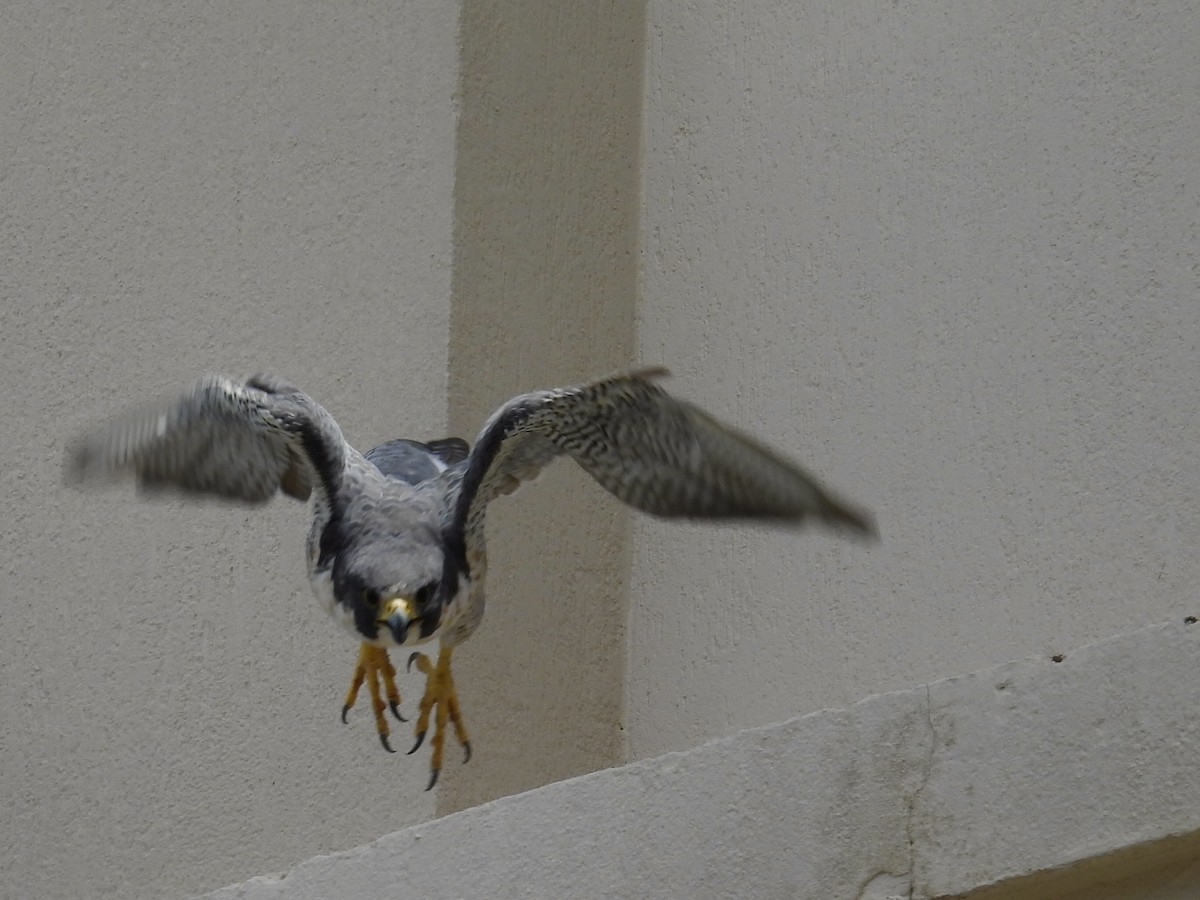 Peregrine Falcon - ML645868045