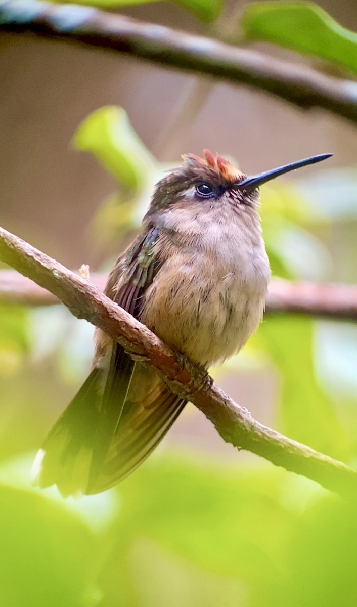 Tolima Blossomcrown - ML645868052