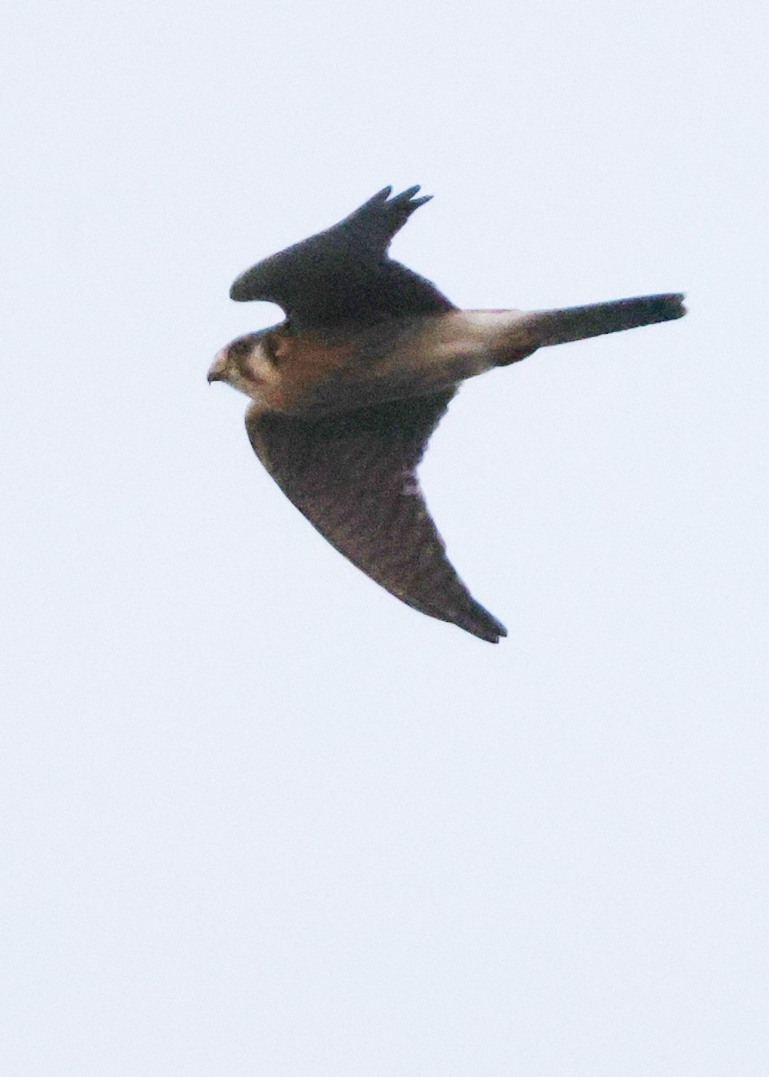 American Kestrel - ML645868059