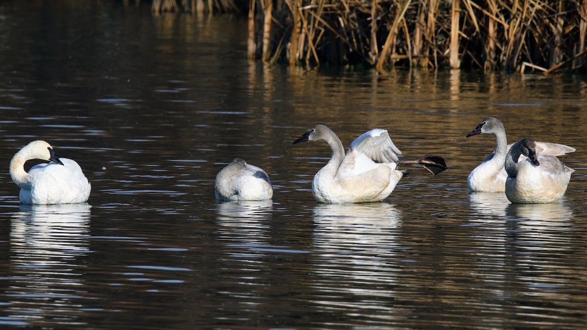 Trumpeter Swan - ML645868061
