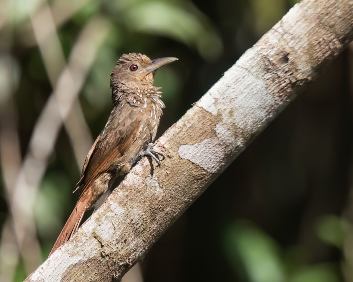 Trepatroncos Gorjicanelo - ML645868076