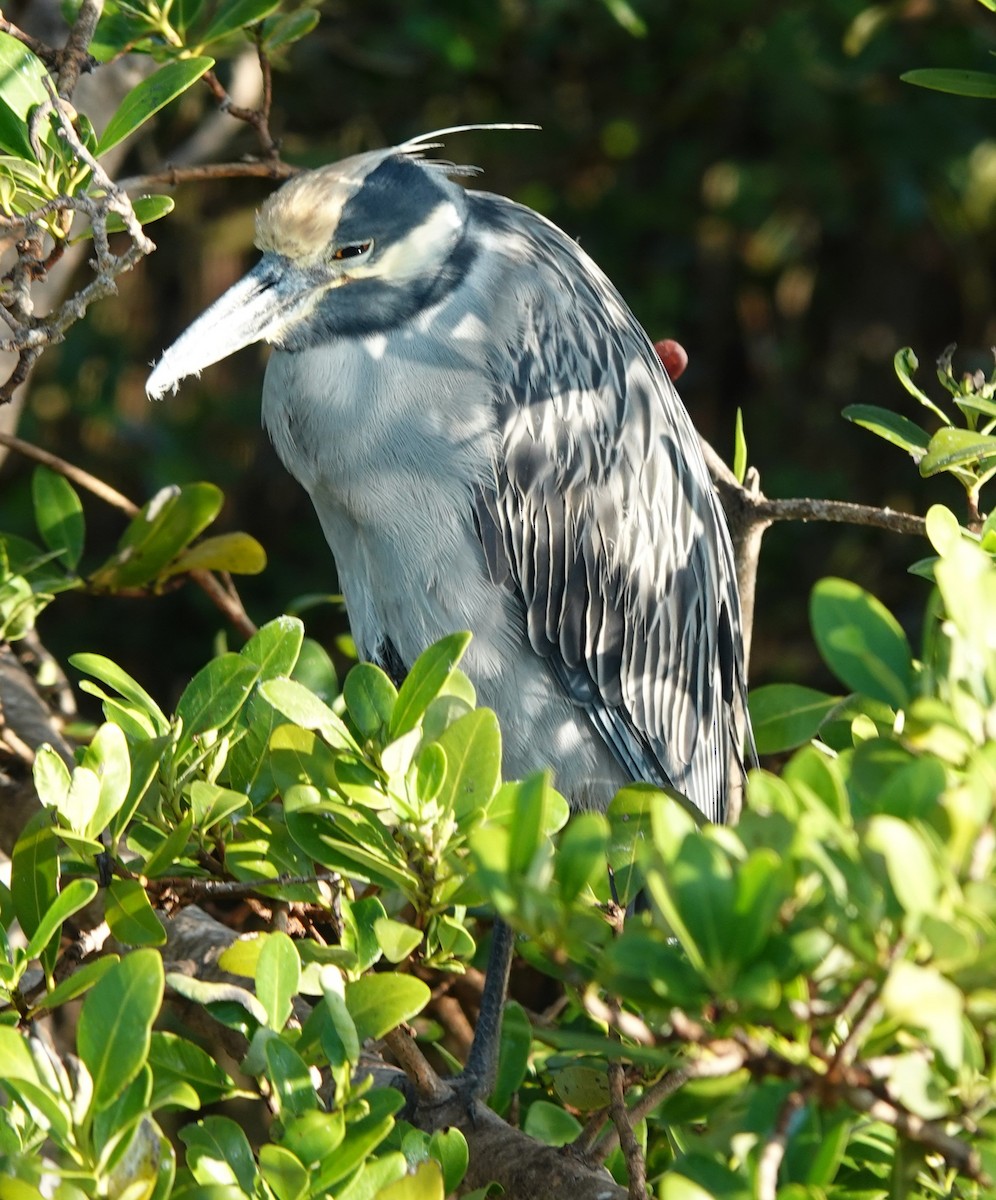 kvakoš žlutočelý - ML645868078