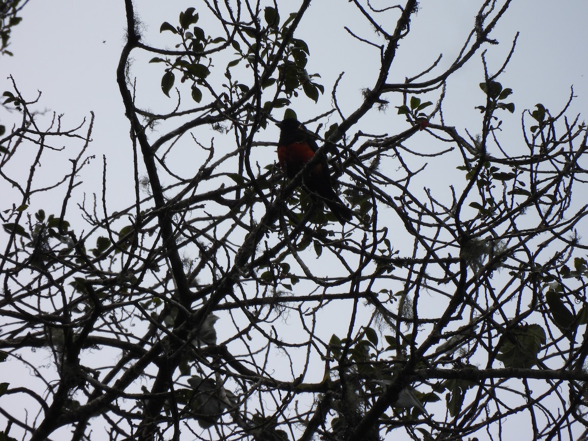 Scarlet-bellied Mountain Tanager - ML645868099