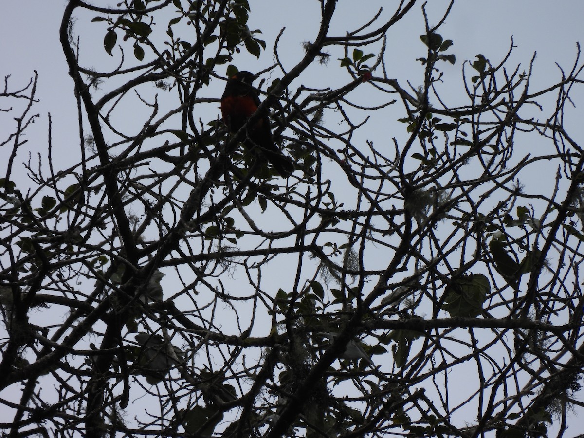 Scarlet-bellied Mountain Tanager - ML645868100