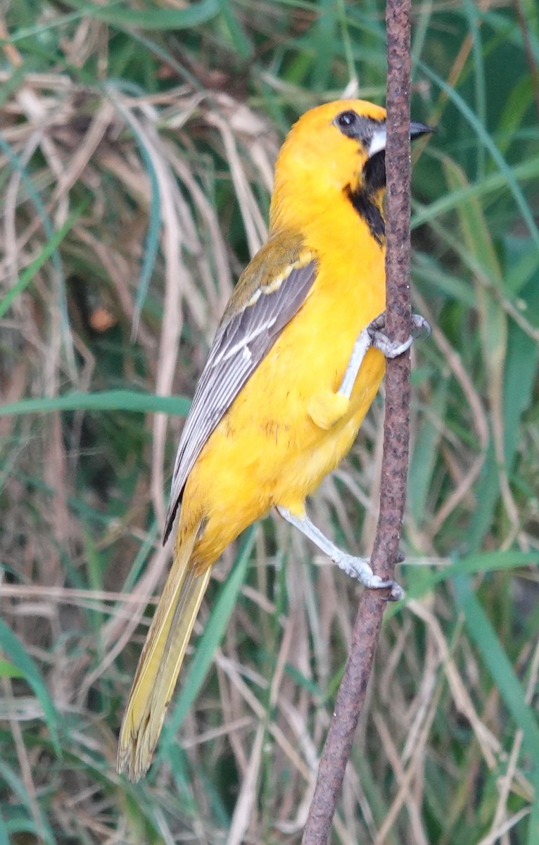 Altamira Oriole - ML645868114