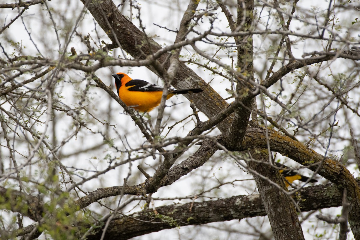 Altamira Oriole - ML645868115