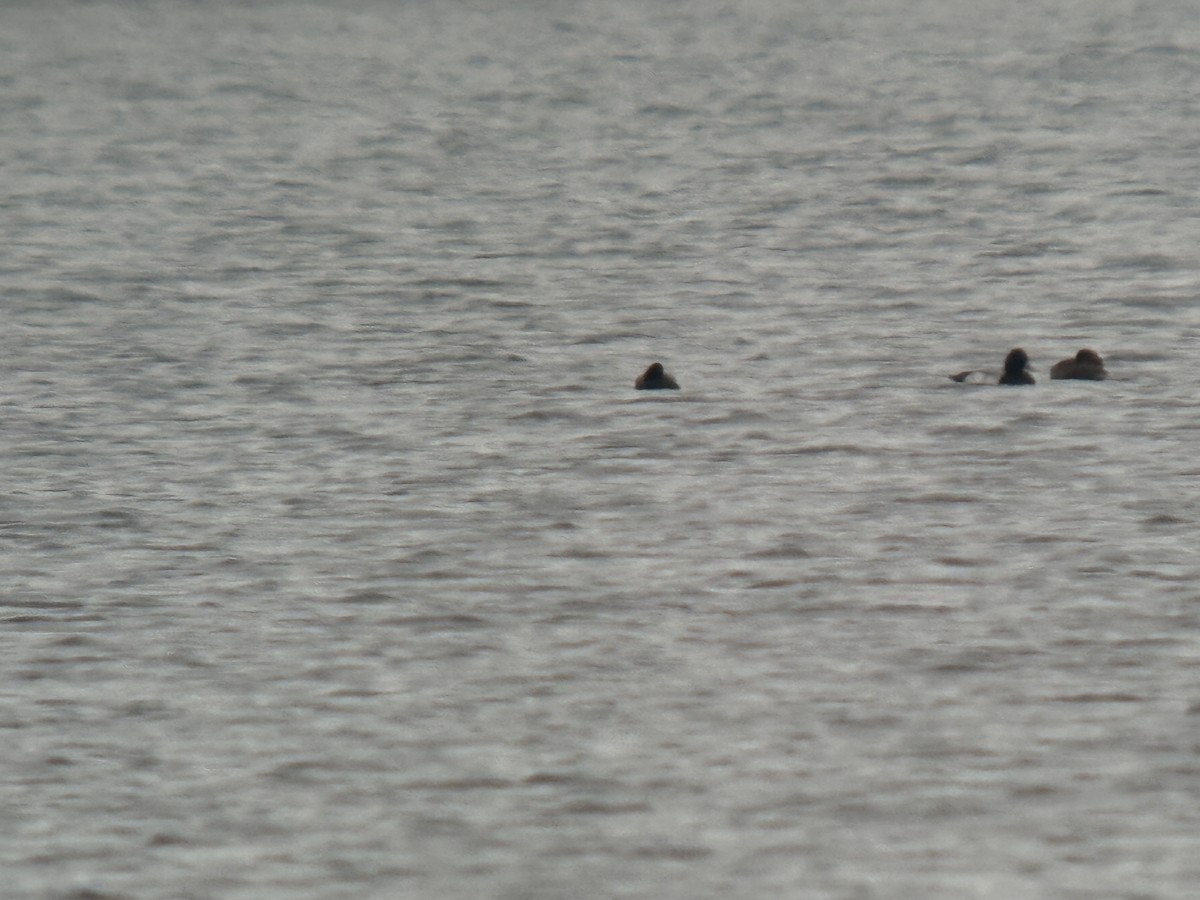 コスズガモ - ML645868116