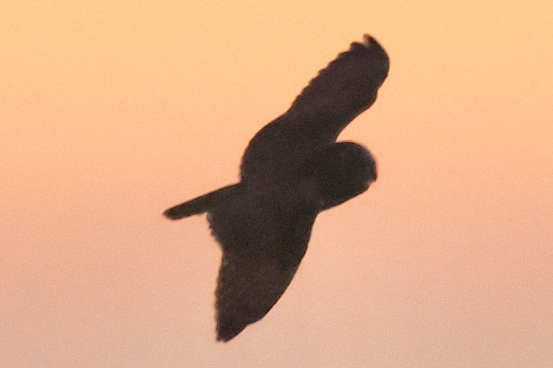 Short-eared Owl - ML645868120