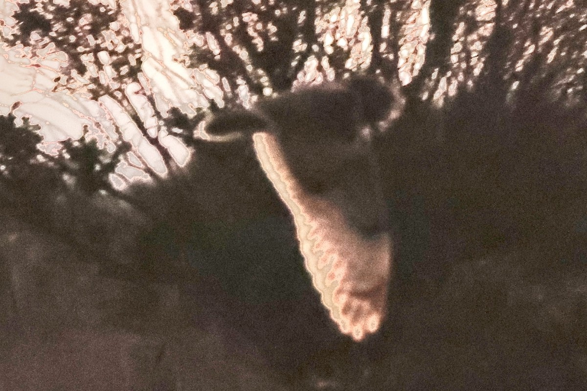 Short-eared Owl - ML645868121