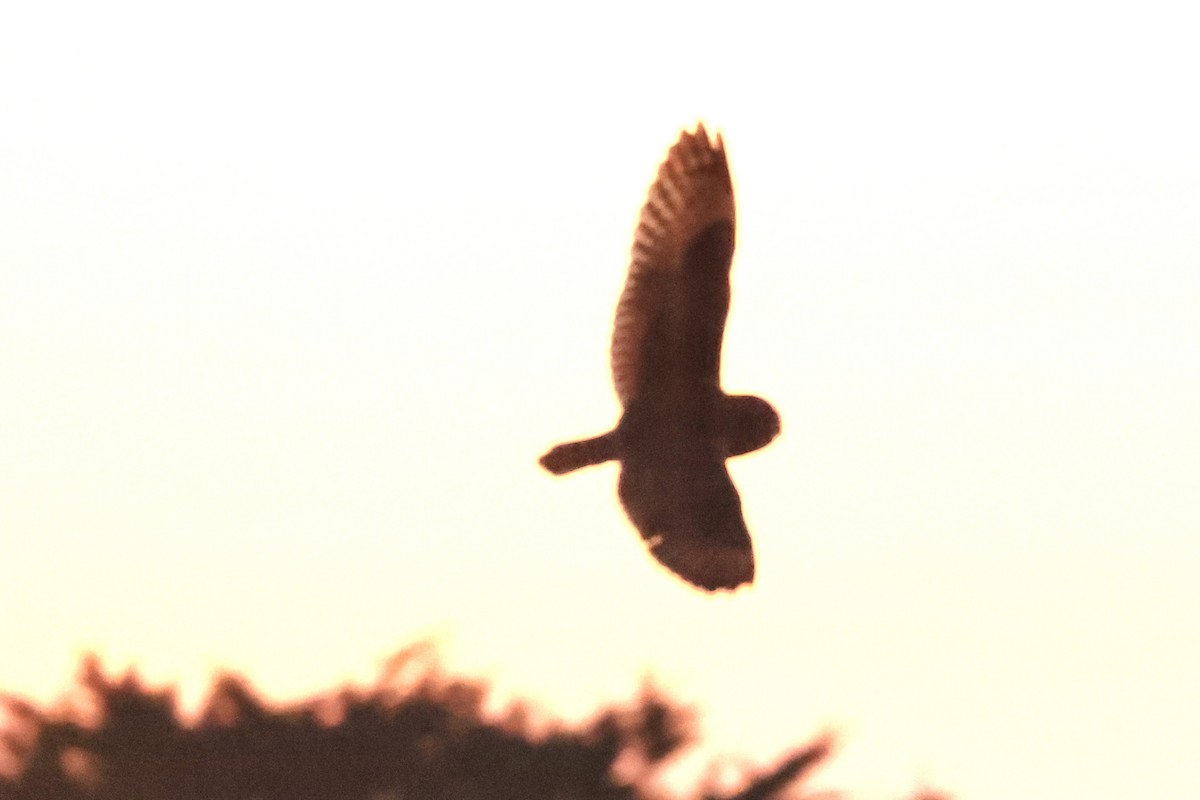 Short-eared Owl - ML645868122