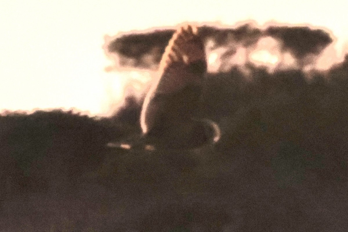 Short-eared Owl - ML645868124