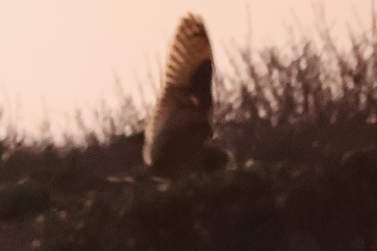 Short-eared Owl - ML645868125