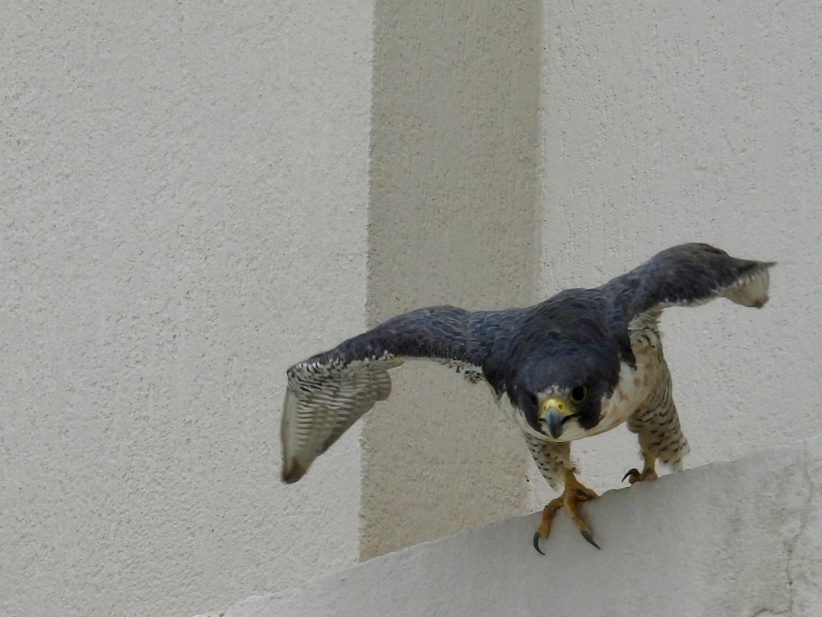 Peregrine Falcon - ML645868128