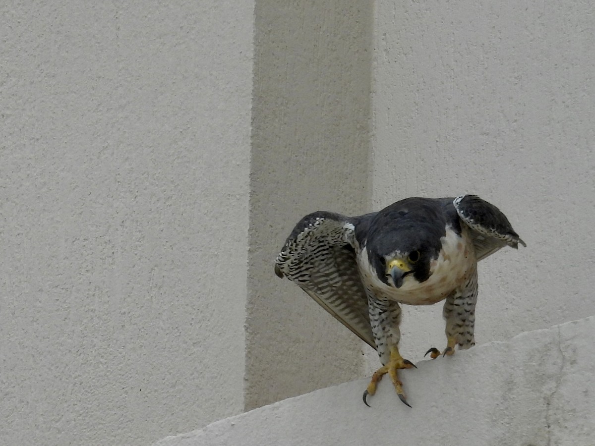 Peregrine Falcon - ML645868131