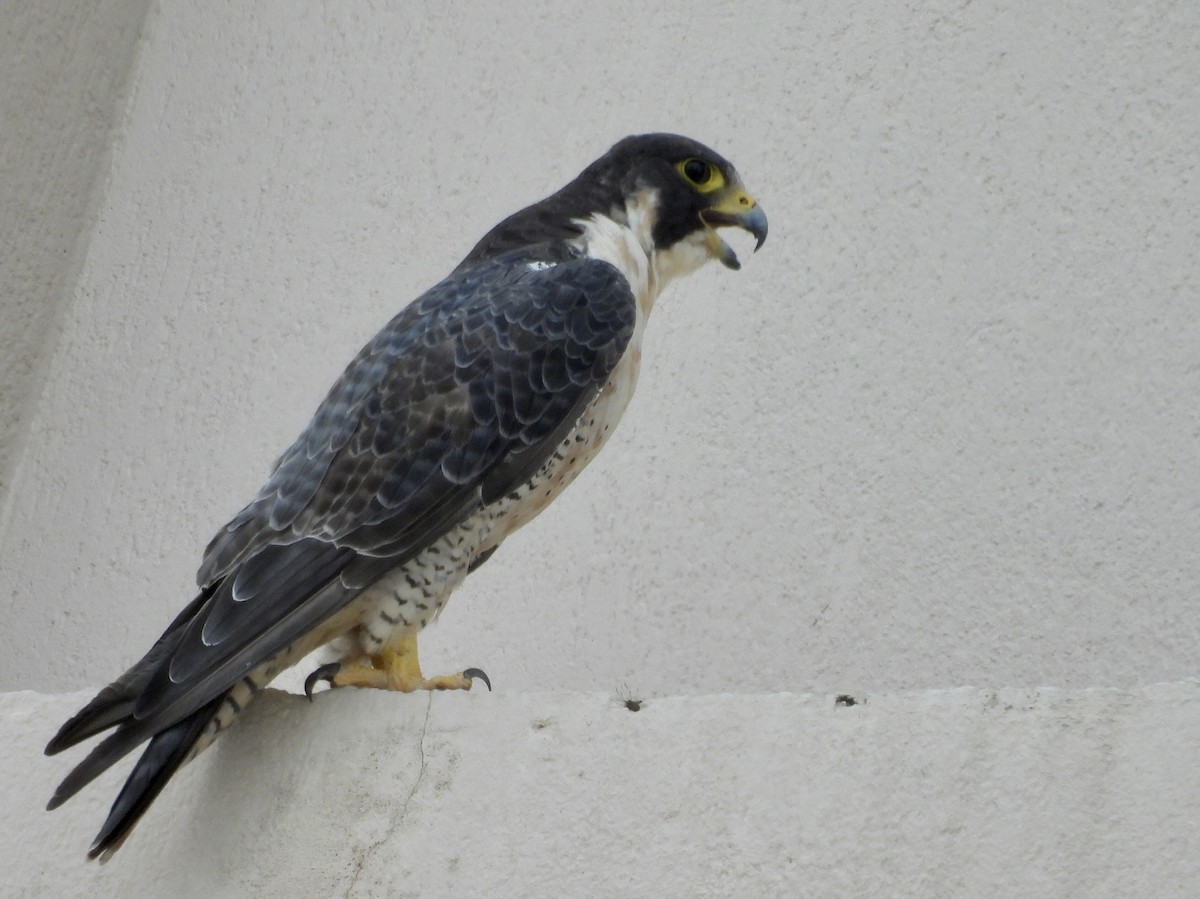 Peregrine Falcon - ML645868132
