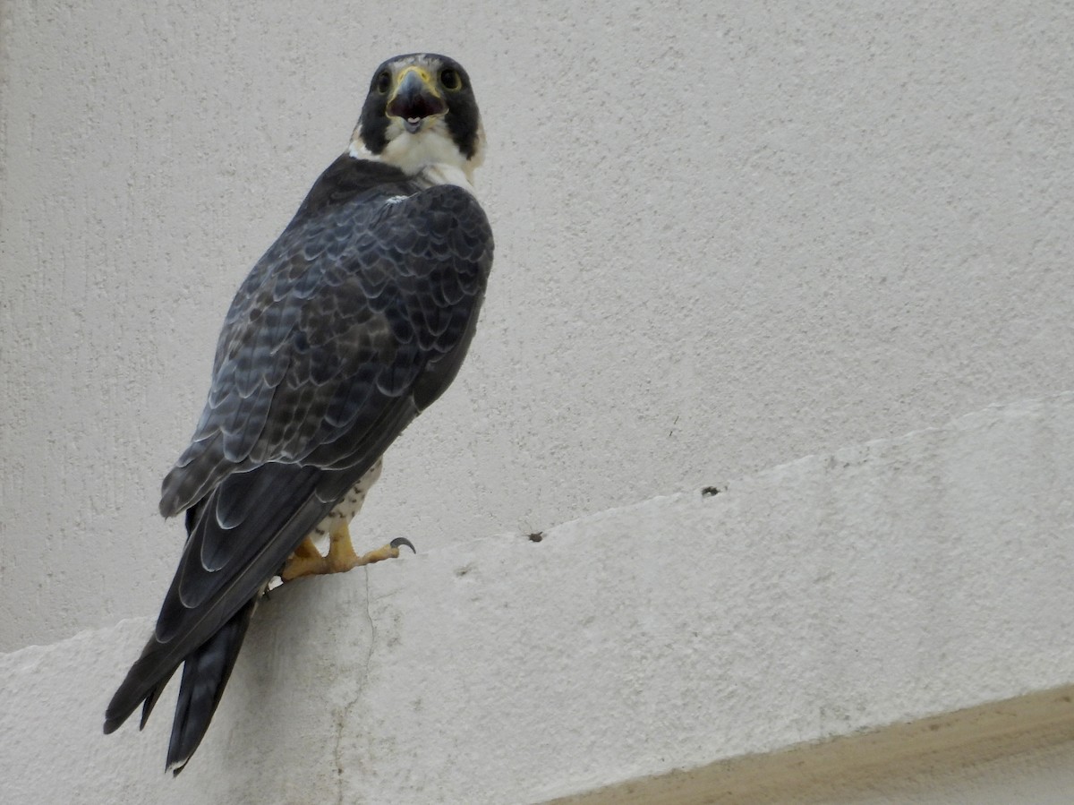 Peregrine Falcon - ML645868135