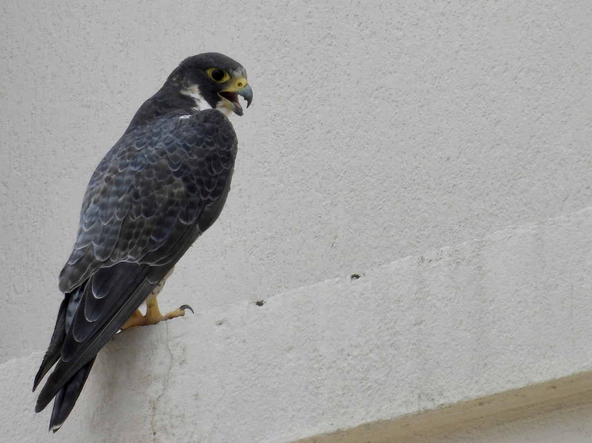Peregrine Falcon - ML645868136