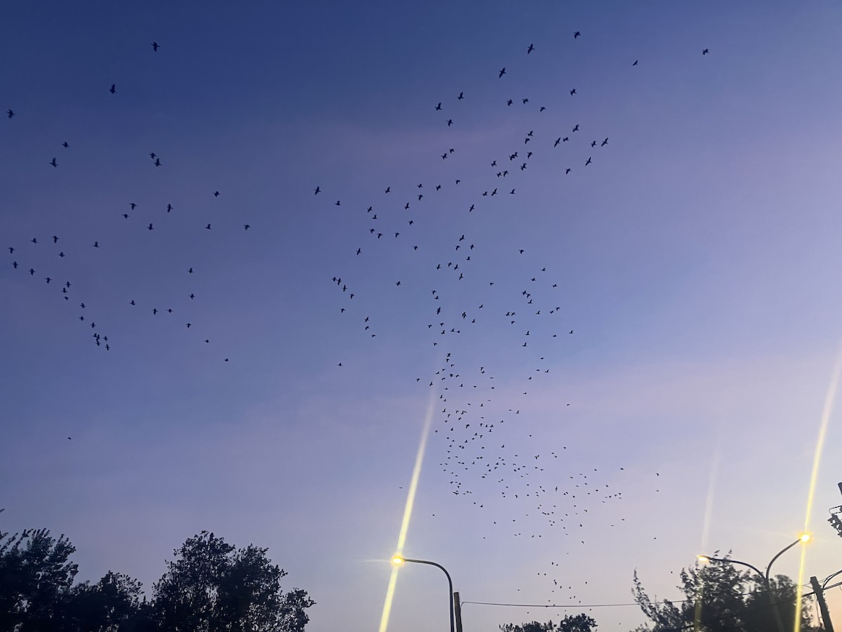 Great Cormorant (Eurasian) - ML645868140