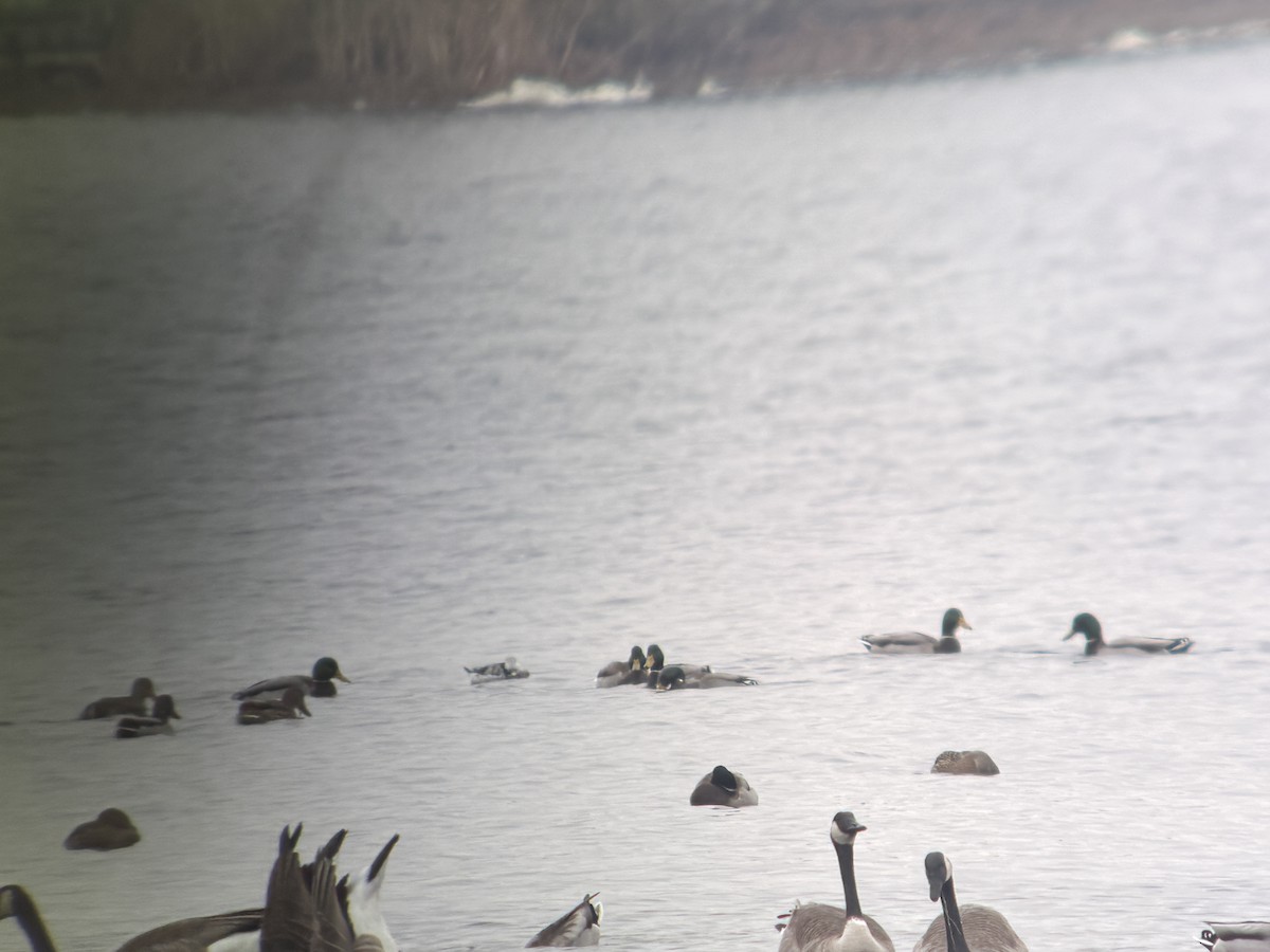 Mallard - ML645868145