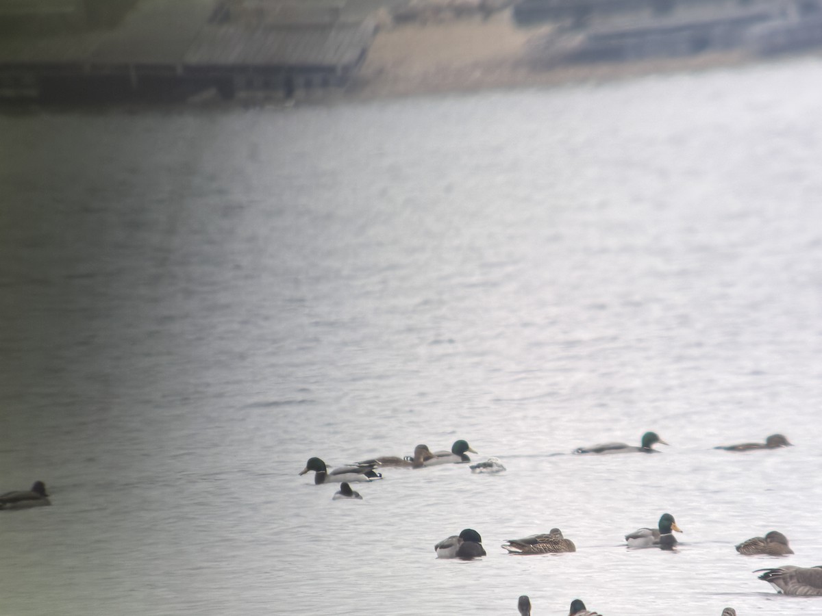 Mallard - ML645868146