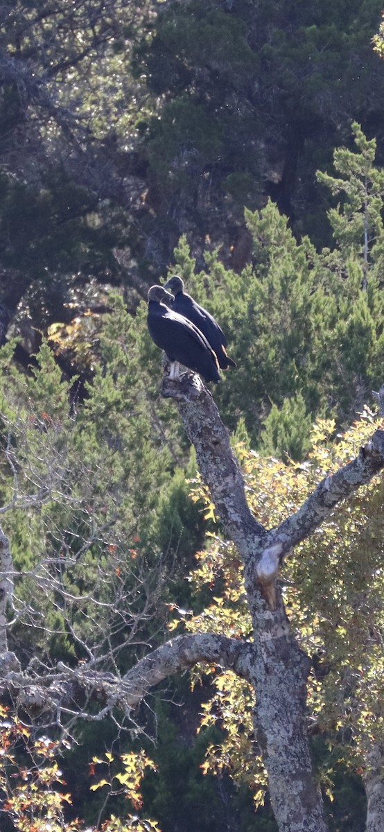 Black Vulture - ML645868150