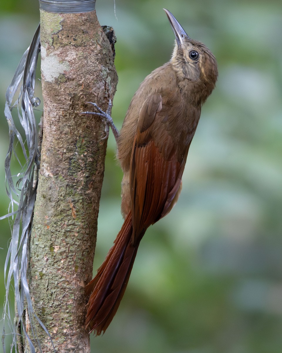 Plain-brown Woodcreeper - ML645868161
