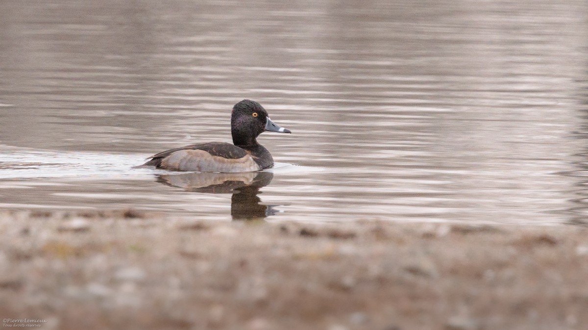 Ring-necked Duck - ML645868166
