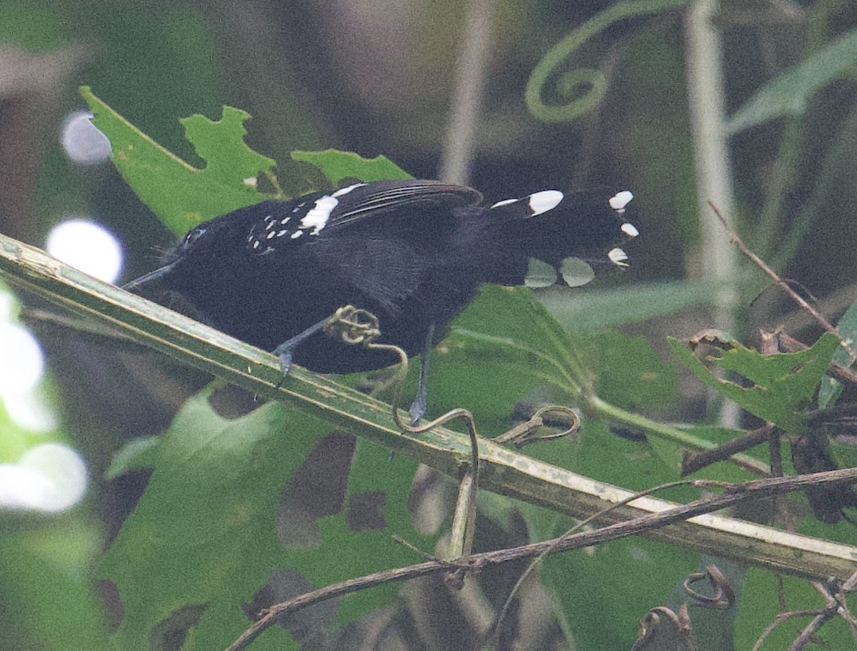 Dot-winged Antwren - ML645868177