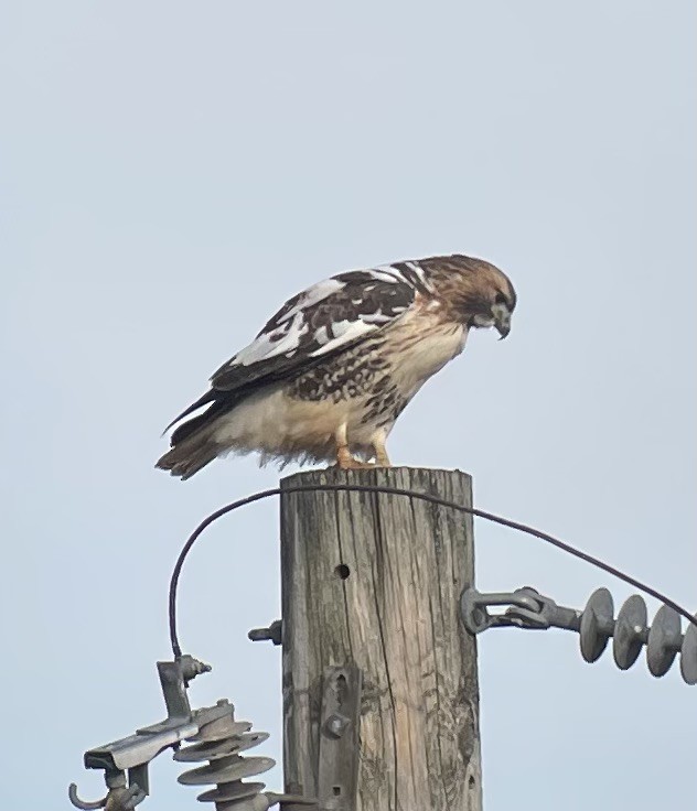 Red-tailed Hawk - ML645868178